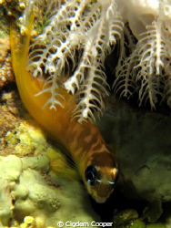 Ecsenius midas/Midas blenny by Cigdem Cooper 